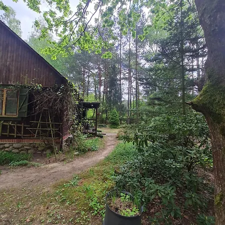 Lesne Zacisze * Dzbadzek